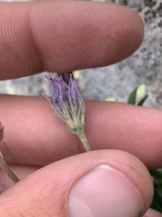 Trifolium dasyphyllum