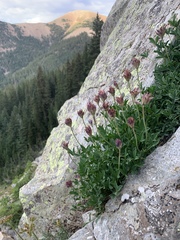 Trifolium dasyphyllum