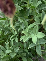 Trifolium dasyphyllum