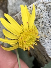 Senecio amplectens
