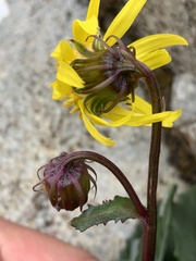 Senecio amplectens