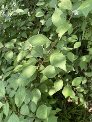 Prunus triloba
