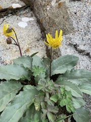 Senecio amplectens