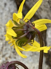 Senecio amplectens