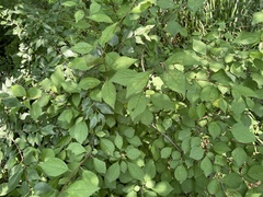 Prunus triloba