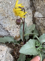 Senecio amplectens