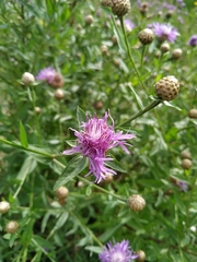 Centaurea jacea