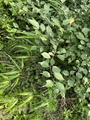 Prunus triloba