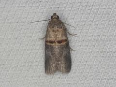 Trachonitis cristella