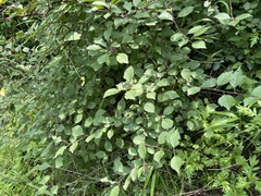 Prunus triloba