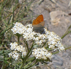 Tharsalea rubidus