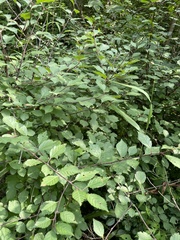 Prunus triloba