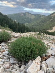 Cymopterus hendersonii