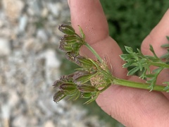 Cymopterus hendersonii