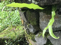 Microsorum punctatum