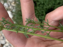 Cymopterus hendersonii