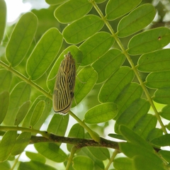Tyspanodes linealis