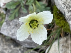 Papaver radicatum