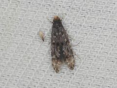 Stenoptinea cyaneimarmorella