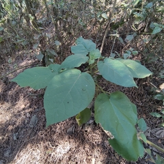 Solanum abutiloides