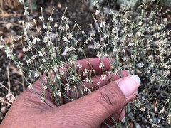 Eriogonum baileyi baileyi