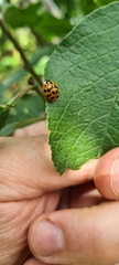 Harmonia axyridis