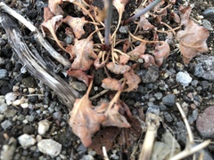 Eriogonum baileyi baileyi