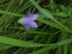 Campanula petiolata
