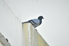 Columba livia domestica