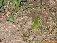 Hyla euphorbiacea