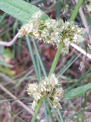 Rumex palustris