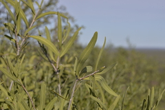 Santalum spicatum