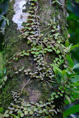 Codonanthopsis macradenia