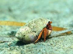 Paguristes frontalis