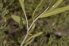 Santalum spicatum