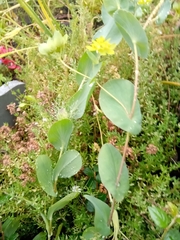 Bupleurum subovatum