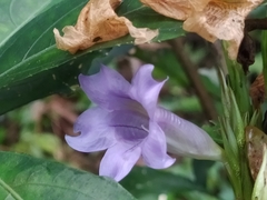 Strobilanthes longespicatus