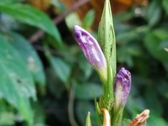 Strobilanthes longespicatus