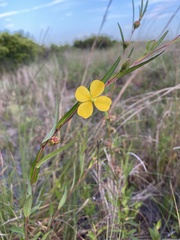 Ludwigia maritima
