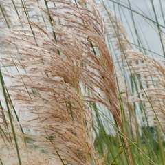 Saccharum spontaneum