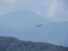 Micrastur ruficollis