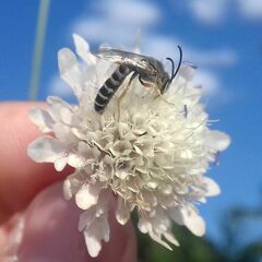 Halictus