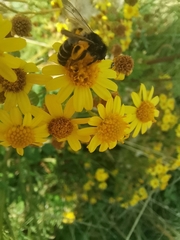 Andrena denticulata