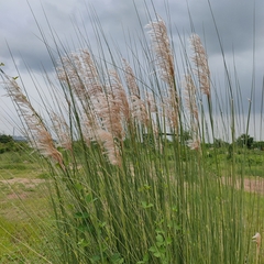 Saccharum spontaneum