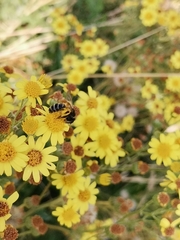 Andrena denticulata