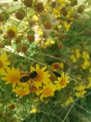 Andrena denticulata