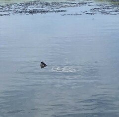 Malaclemys terrapin terrapin