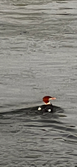 Mergus merganser