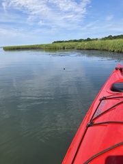 Malaclemys terrapin terrapin