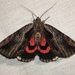 Ultronia Underwing - Photo (c) John Boback, some rights reserved (CC BY-NC), uploaded by John Boback